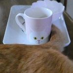  みみ・ひげ・しっぽ