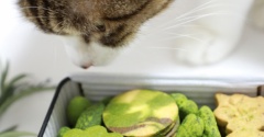 ボタニカルクッキー缶と猫。