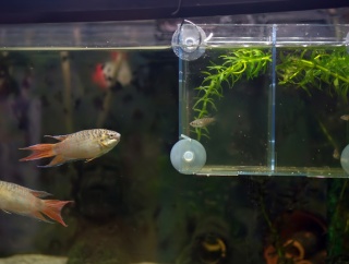 はじめまして　パラダイスフィッシュ　親子対面