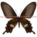 ベニモンアゲハ♀ (ランカウイ) Pachliopta aristolochiae asteris