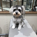 トリミングブログ🐶