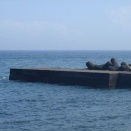 今日の白田堤防