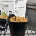山野草観察/2