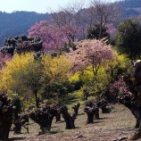 『花桃の郷（東秩父村）　2017』の画像