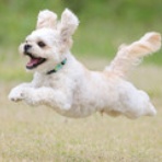 わんわんアイランド淡路島