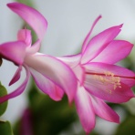 ヒロシマの視線