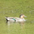 2026年9月9日の野鳥公園
