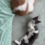 食物花粉アレルギーのお話と今朝の庭で衝撃を受けたこと