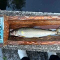 本日の釣果
