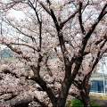 4/6(月)〝竹ヶ端運動公園〟〝集会所裏水呑川土手〟サクラ並木の散策(^.-)☆(12)