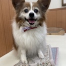 ～2月①グルーミングDiary🐶🛁〜