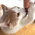 猫だらけ