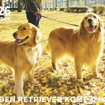 リンマンブルース　ゴールデンレトリバーの生態とマンガ