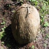 『ノジュール』の画像