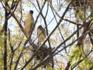 鳥見散歩・時どき（２６４）
