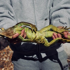 米国フロリダで寒波！グリーンランドより寒く、ところによりイグアナが降るでしょう