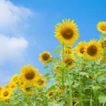 【悲報】日本、無事1年の半分が夏になるWWWWWWWWWWWWWWWWW