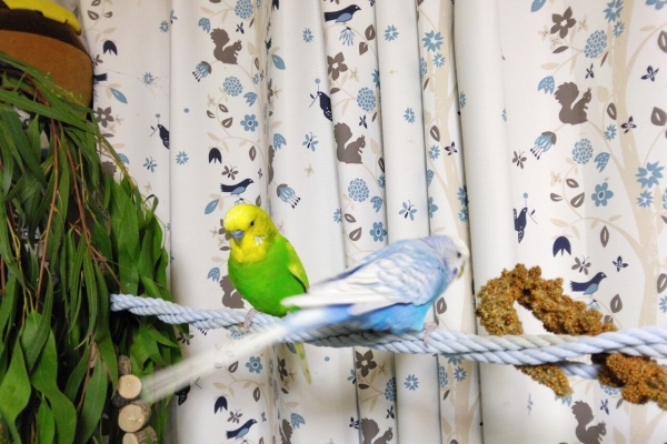 PBFDそらちゃんと☆あむしろインコ日記☆ - ハゴロモセキセイ