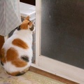 猫に小判を与えたら。 埋蔵金：千九百拾八両　母ぁが出よればぁ・・・。