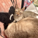 またまた仲良しねんねなのにゃ♪