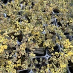 南坊園のブログ