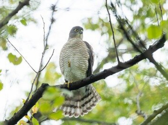 2026年9月15日の野鳥公園