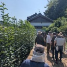 ナシ現地検討会と灌水