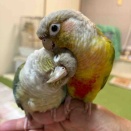 もっちゃん&ここちゃん🐥🐥