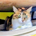 公園のネコたち