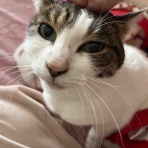 まぁなんとかしてる〜子育て日常猫たまに趣味〜