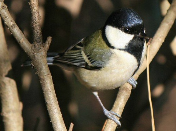 海外「これはノーベル賞レベルの発見だ！」鳥が言葉を持っていることを突き止めた日本の動物言語学者に対する海外の反応