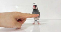 だんだん戻ってきました