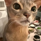 普段の日のしゃぶしゃぶの夜ごはん