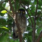 公園の野鳥 in 神戸