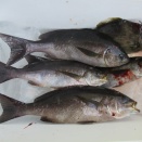 今日の釣果写真