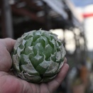 ロックウッディ＆明日から創業祭＾＾