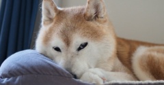 残暑