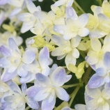 『AIと光マイクロバブル（6050回記念）（1）』の画像