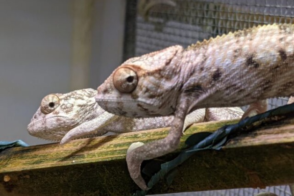 CANDLEブログ - 飼育環境