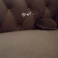 ソファから落ちたがる