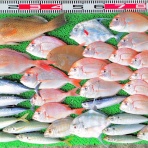 竹村貸舟店【高知県 浦ノ内湾～宇佐～須崎市横浪半島沖の船釣り】釣果情報 & ブログ