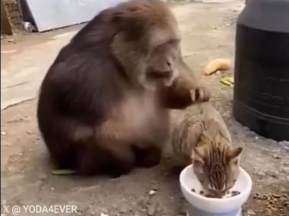 猫をかわいがっていたおサルさん…嫌われないように自重する