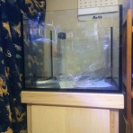 The Chaetodon junkie～THEﾁｮｳﾁｮｳｳｵ中毒～