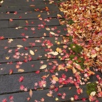 桜のち曇り堂
