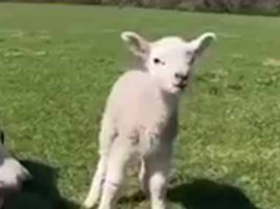 １匹の子羊が群れからはぐれた。みんなはそっちだよ → 犬は優しくこうします…