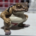 赤にする