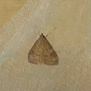 さだこが亡くなりせんぷくちゃん羽化（2025/12/03）