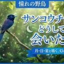 サンコウチョウにどうしても、会いたい！