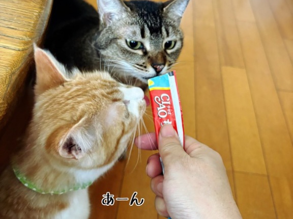 ちゅーるが5年の警戒を超越した日