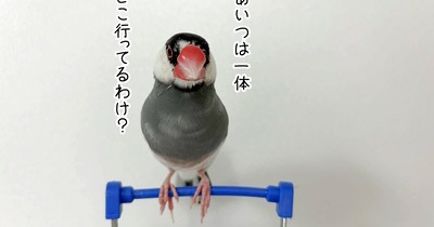 文鳥スーパーでお買い物